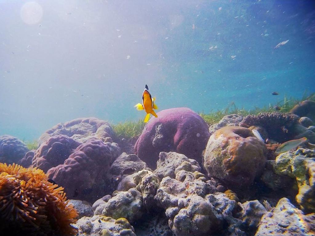 Alvi Star Inn Thulhaadhoo Εξωτερικό φωτογραφία
